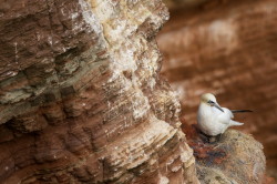 Northern, Gannet, Morus, bassanus, Heligoland