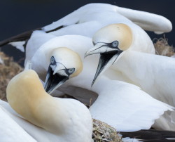 Guptak, Morus, bassanus, Helgoland, ptaki