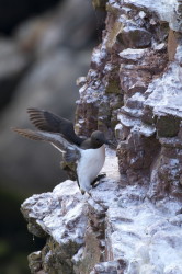 Common, Murre, Uria, aalge, Heligoland