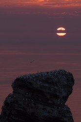 Northern, Gannet, Morus, bassanus, Heligoland