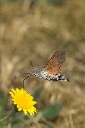 Macroglossum, stellatarum, Hummingbird, Hawk-moth, butterfly, moth, Heligoland, lepidoptera