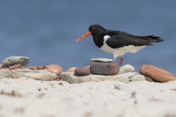 Ostrygojad, Haematopus, ostralegus, Helgoland, ptaki