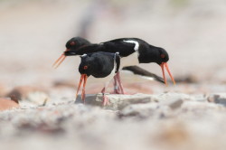 Ostrygojad, Haematopus, ostralegus, Helgoland, ptaki