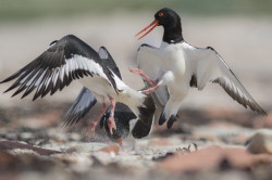 Ostrygojad, Haematopus, ostralegus, Helgoland, ptaki