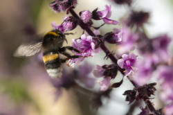 Bombus, sp, Bumblebee, Bumble, Bee, hymenoptera