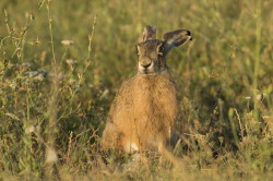 European, Lepus, europaeus, Brown, Hare, Eastern, Jackrabbit, Hungary