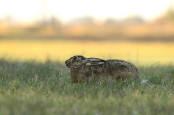 Zajc, szarak, Lepus, europaeus, Wgry, ssaki