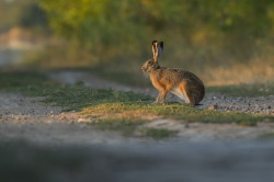 Zajc, szarak, Lepus, europaeus, Wgry, ssaki