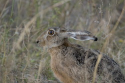 European, Lepus, europaeus, Brown, Hare, Eastern, Jackrabbit, Hungary