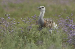 Otis, tarda, Great, bustard, Hungary