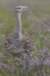 Otis, tarda, Great, bustard, Hungary