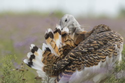 Otis, tarda, Great, bustard, Hungary