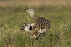 Otis, tarda, Great, bustard, Hungary