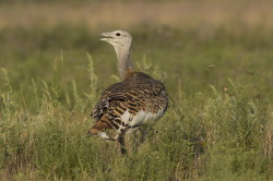 Otis, tarda, Great, bustard, Hungary