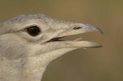 Otis, tarda, Great, bustard, Hungary