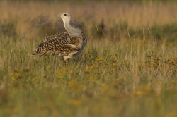 Otis, tarda, Great, bustard, Hungary