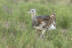 Otis, tarda, Great, bustard, Hungary