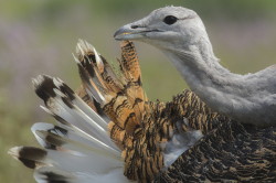 Otis, tarda, Great, bustard, Hungary