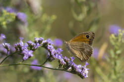 Maniola, jurtina, Meadow, Brown, butterfly, Hungary, lepidoptera