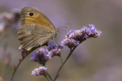 Maniola, jurtina, Meadow, Brown, butterfly, Hungary, lepidoptera