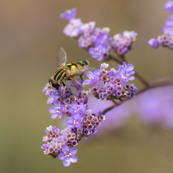 ---, [indeterminate, species], Hungary