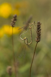 ---, [indeterminate, species], Hungary