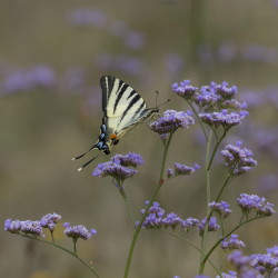 Pa, eglarz, Iphiclides, podalirius, Wgry, motyle, owady