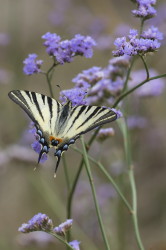 Iphiclides, podalirius, Scarce, swallowtail, Hungary, lepidoptera