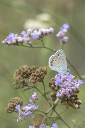 Polyommatus, icarus, Common, Blue, Hungary, lepidoptera