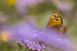 Maniola, jurtina, Meadow, Brown, butterfly, Hungary, lepidoptera