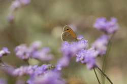 Coenonympha, pamphilus, Small, Heath, butterfly, Hungary, lepidoptera