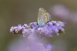 Modraszek, Plebejus, argus, motyl, Węgry, motyle, owady