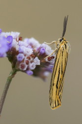 ---, [indeterminate, species], Hungary