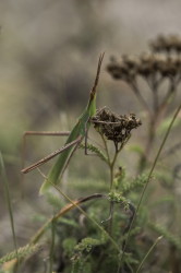 Acrida, ungarica, Hungary, orthoptera