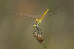 Sympetrum, fonscolombii, Red-veined, darter, Hungary, odonata