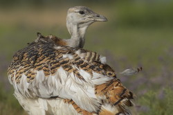 Otis, tarda, Great, bustard, Hungary