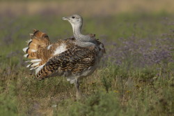 Otis, tarda, Great, bustard, Hungary