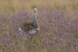 Otis, tarda, Great, bustard, Hungary