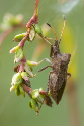 Coreus, marginatus, Dock, Bug, hemiptera