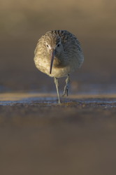 Bar-tailed, Godwit, Limosa, lapponica