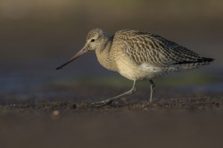 Bar-tailed, Godwit, Limosa, lapponica