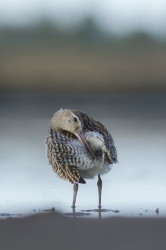 Bar-tailed, Godwit, Limosa, lapponica