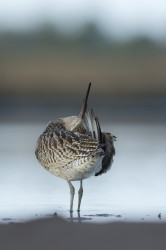 Bar-tailed, Godwit, Limosa, lapponica