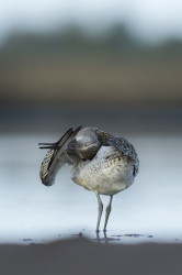 Bar-tailed, Godwit, Limosa, lapponica