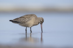 Szlamnik, Limosa, lapponica, szlamnik, rdzawy, ptaki