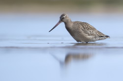 Szlamnik, Limosa, lapponica, szlamnik, rdzawy, ptaki