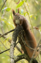 Sciurus, vulgaris, Eurasian, Red, Squirrel