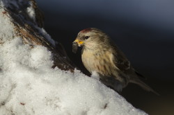 Carduelis, Common, Redpoll, Acanthis, flammea