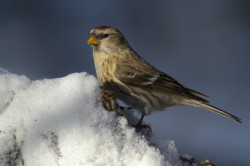 Carduelis, Common, Redpoll, Acanthis, flammea