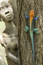 agama, Common, Red-headed, Rock, Rainbow, Agama, Africa, Kenya